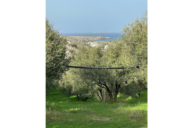 Private Traditional Olive Grove and Dragon Fruit Farm Tour - Price and value: why $9.61 can feel like a bargain
