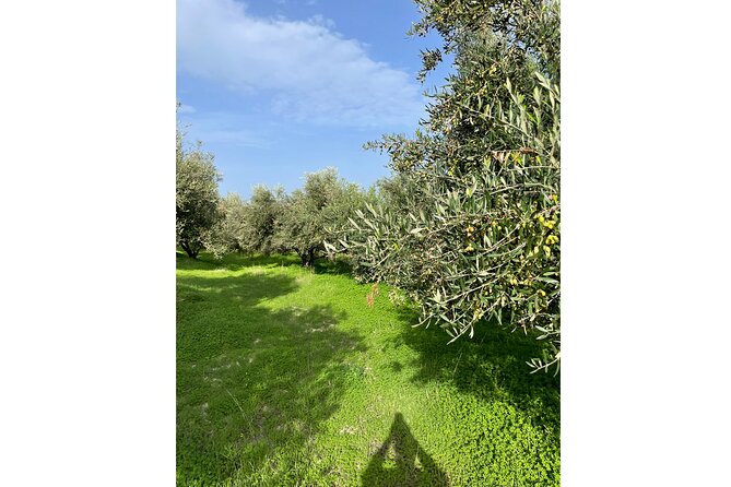 Private Traditional Olive Grove and Dragon Fruit Farm Tour - Timing, weather, and what to plan for