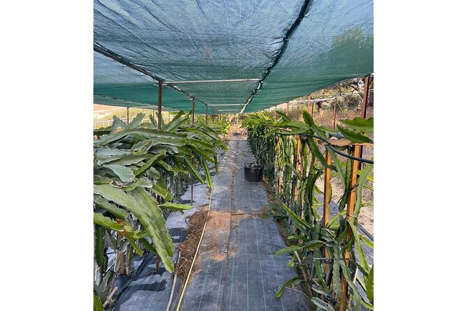 Private Traditional Olive Grove and Dragon Fruit Farm Tour - Who this tour suits best