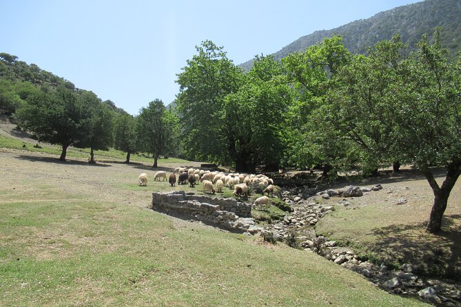 Private Trekking Rouvas Gorge - Starting at Lake Zaros and Finding Your Rhythm on the E4 Trail