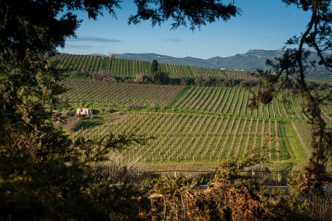 Private Wine Tour at Peza Valley - 2 Wineries and Lunch at Peza - Alagni’s Lyrarakis Winery: Learn by Sipping in the Second Glass