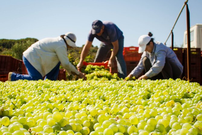 Private Wine Tour at Peza Valley - 2 Wineries and Lunch at Peza - Who Should Book This Private Wine Tour?