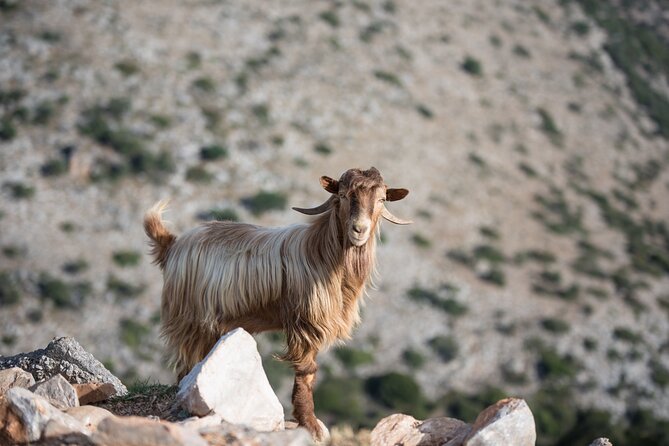 PRIVATE-Zeus Birthplace-Traditional Villages-Olive Oil Factory - Price and What You’re Really Paying For