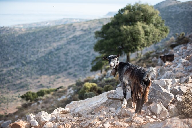 PRIVATE-Zeus Cave-Knossos-Olive oil Factory-Traditional Villages. - Heraklion City Time and the Historic Hits You Can’t Skip
