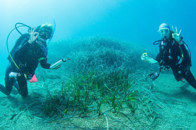 Research diving with a Marine Biologist in Crete - Key Highlights You’ll Feel in Real Time
