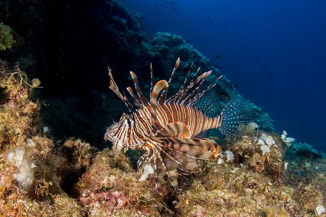 Research diving with a Marine Biologist in Crete - A 1-Day Flow With Two Underwater Sessions and Real Lab Time