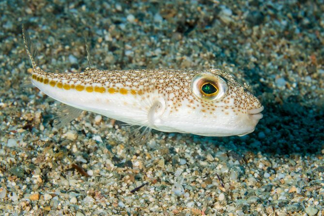 Research diving with a Marine Biologist in Crete - Stop 2: Plakias—Tailored Fieldwork for Your Level and Interests