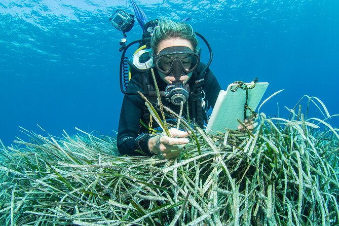 Research diving with a Marine Biologist in Crete - The Citizen Scientist Part: Data Collection That Leads Somewhere