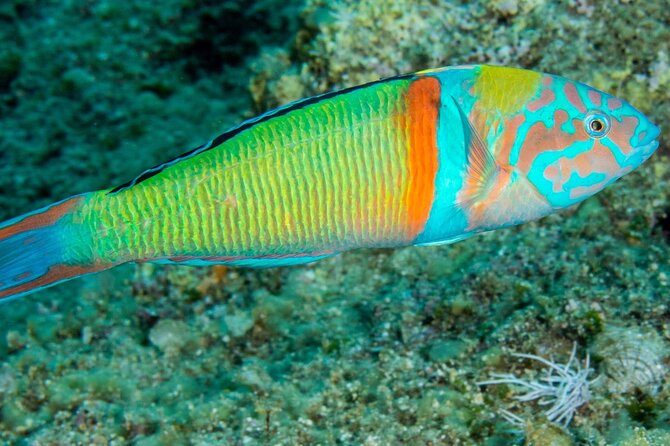 Research diving with a Marine Biologist in Crete - Microscopes in the Open-Air Marine Lab: Why the Debrief Matters