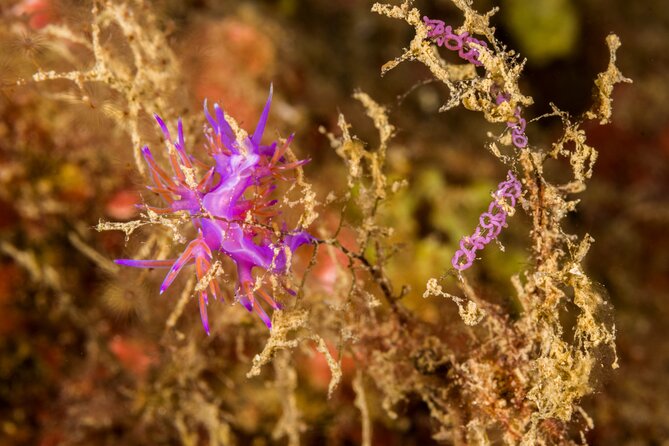 Research diving with a Marine Biologist in Crete - What You Get for the Price (And What Costs Extra)