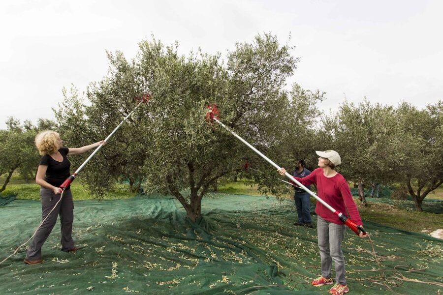 Rethymno: Olive Oil Tasting with Cretan Food Pairing - Getting there from Rethymno without stress: Valide meeting point