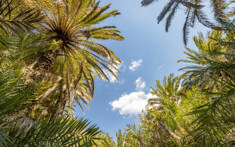Rethymno: Preveli Palms, Damnioni & Plakia Beach & Canyon - The short river boat back to Damnoni