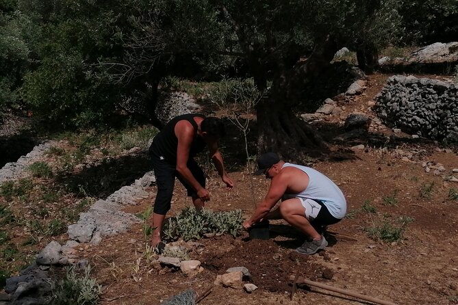 Rethymnon Olive Tree Sponsorship Protect and Plant Tour - Practical Timing and Weather Notes You Should Plan For