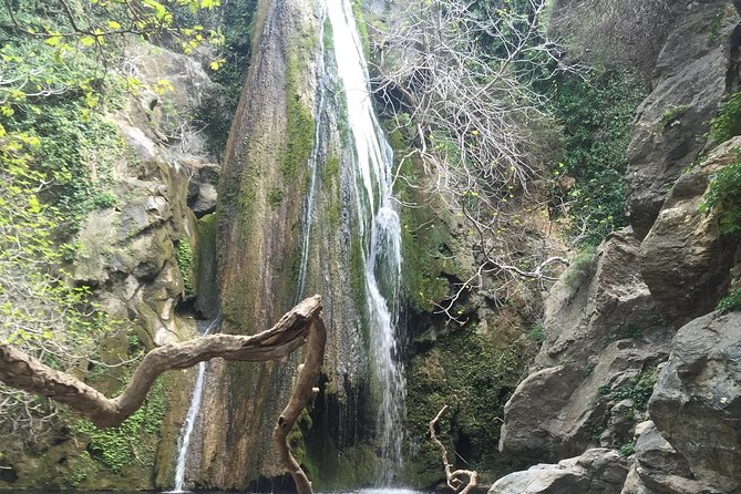 Richtis Waterfall, History, Azoria, OliveTasting, NorthCoast - Azorias Ancient Olive Tree (3250 years): a living monument