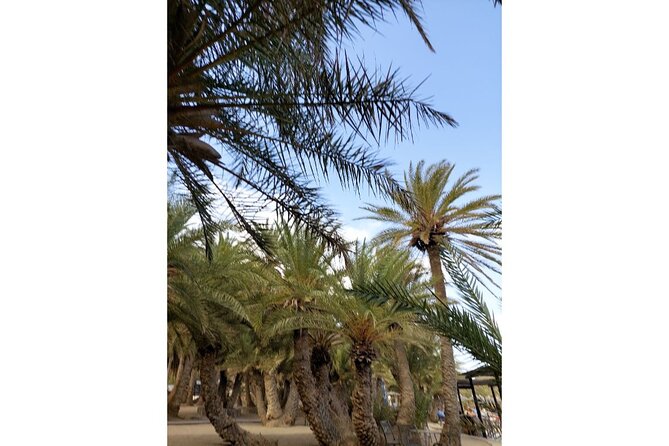 RIVIERA - Vai Palm Beach, Toplou Monastery - Should you book this Riviera - Vai Palm Beach, Toplou Monastery day trip?