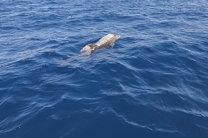 Sailing trip to DIA in Heraklion,Crete(4H) - SUP and snorkeling gear: what you can do without planning your whole day