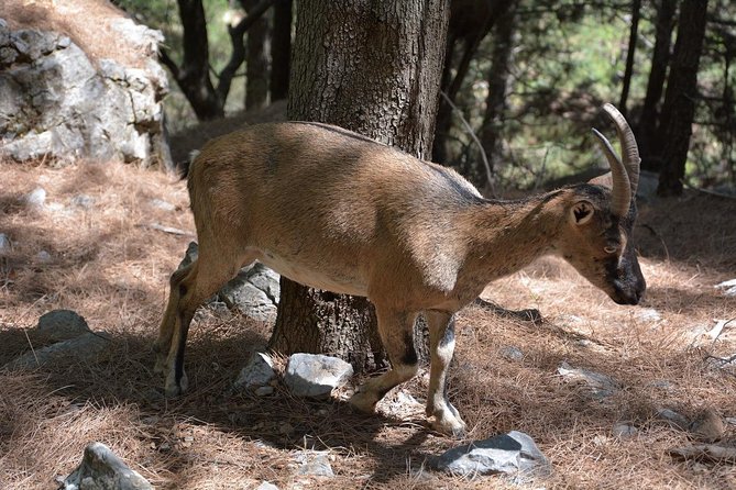 Samaria Gorge Hike - Shoes, Layers, and the Stuff That Saves Your Ankles (From People Who Got It Right)