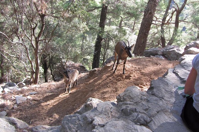 Samaria Gorge private Transfer from Chania (price per group of 6) - Boat to Sougia and the Drive Back to Chania