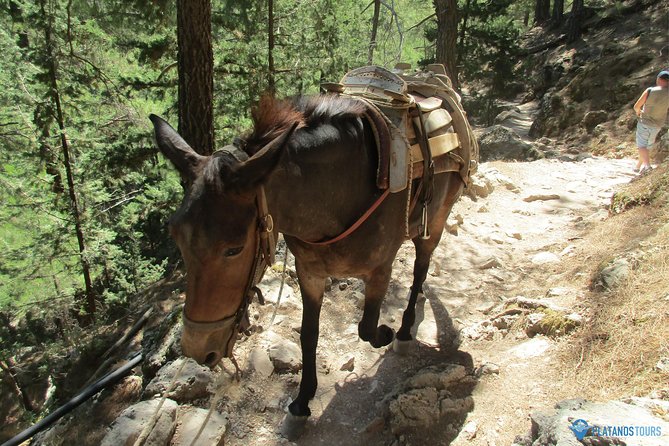 Samaria Gorge Trek: Full-Day Excursion from Chania with Guide - What To Do Along the Way: Water, Rest Stops, and Where Snacks Matter