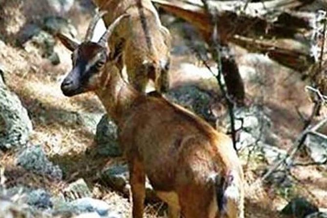 SAMARIA Gorge Walk: full day from area Heraklion CRETE - Early Pickup from Malia to Amoudara: The Real Start Time