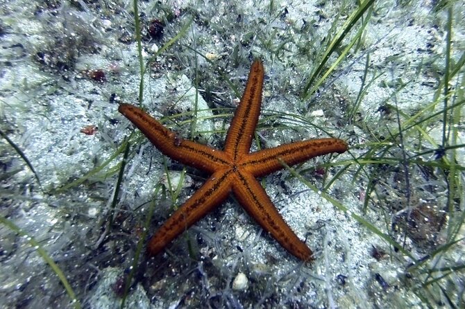 Scuba Diving for Beginners with a PADI Instructor near Heraklion - Scuba Basics Near Agia Pelagia: Why This Works for First-Timers
