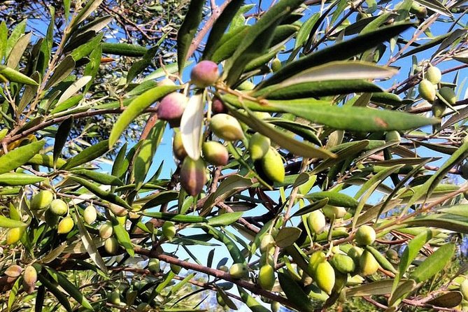 Semi Private Wine and Olive Oil tour (Transfer & Lunch Incl.) - Peza wine stop: choosing between Lyrarakis, Titakis, or Stylianou