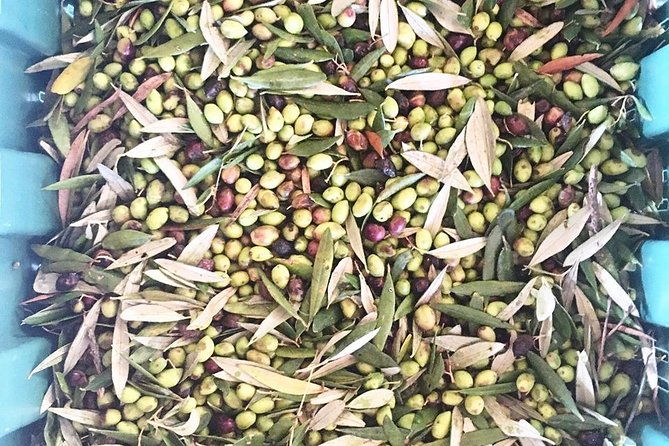 Semi Private Wine and Olive Oil tour (Transfer & Lunch Incl.) - How to make the most of each stop (without turning it into work)
