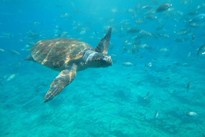 Semi-Submarine Tour from Agios Nikolaos - Semi-Submarine Magic: Why This Works in Mirabello Bay