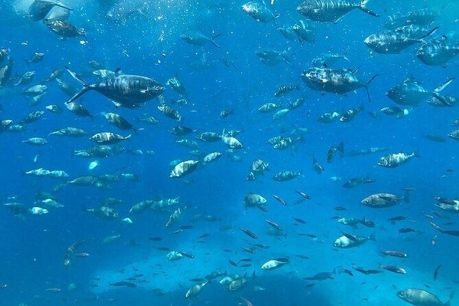 Semi-Submarine Tour from Agios Nikolaos - Seating strategy: how to maximize your views below