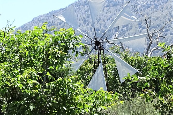 Small Group Tour to Knossos Palace Lasithi Plateau & Olive Mill - Omalia Olive Press in Malia: Olive Oil Tasting With Real Production Time