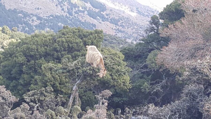 South Crete: Sarakinas Gorge Hike, Swim & Jeep Safari - Voulisma Beach: Swim Time with a Proper Cool-Down