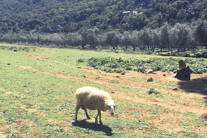 The Cretan Way of Life at the mountains of Rethymno (Mylopotamos) - Small-group Crete: why six people matters