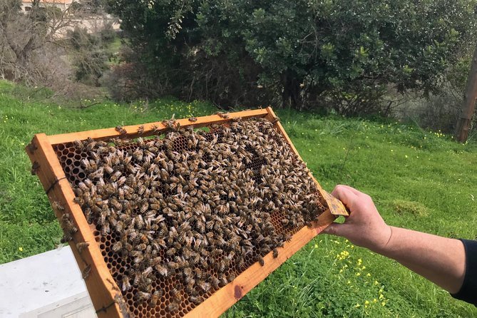 The Cretan Way of Life at the mountains of Rethymno (Mylopotamos) - Stop 3: Beekeeping with Mrs Eleni and thyme honey extraction