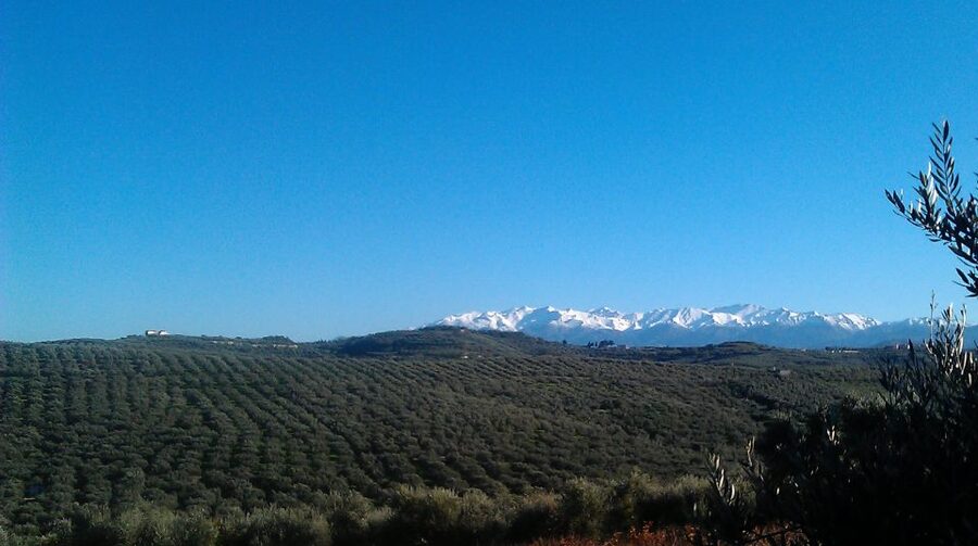The Terra Creta Olive Oil Experience Tour - Season and Access: When Parts of the Facility May Be Limited
