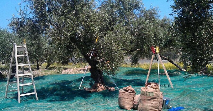 The Terra Creta Olive Oil Experience Tour - Arriving at Terra Creta: Fast, Clear, and Easy to Plan