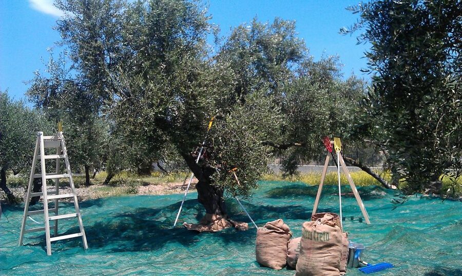 The Terra Creta Olive Oil Experience Tour - Practical Logistics: Getting There and Keeping It Low-Stress