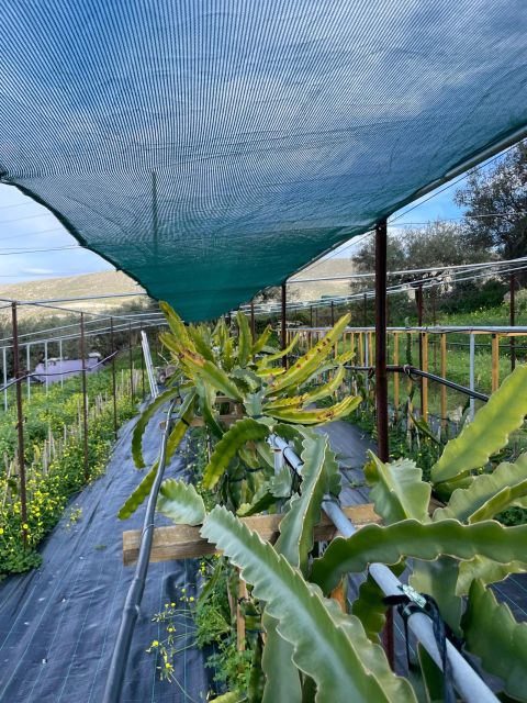Traditional Olive Grove and Dragon Fruit Farm Tour - Key points before you go