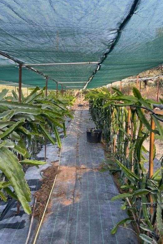 Traditional Olive Grove and Dragon Fruit Farm Tour - Why this olive grove-and-dragon-fruit mix feels so real