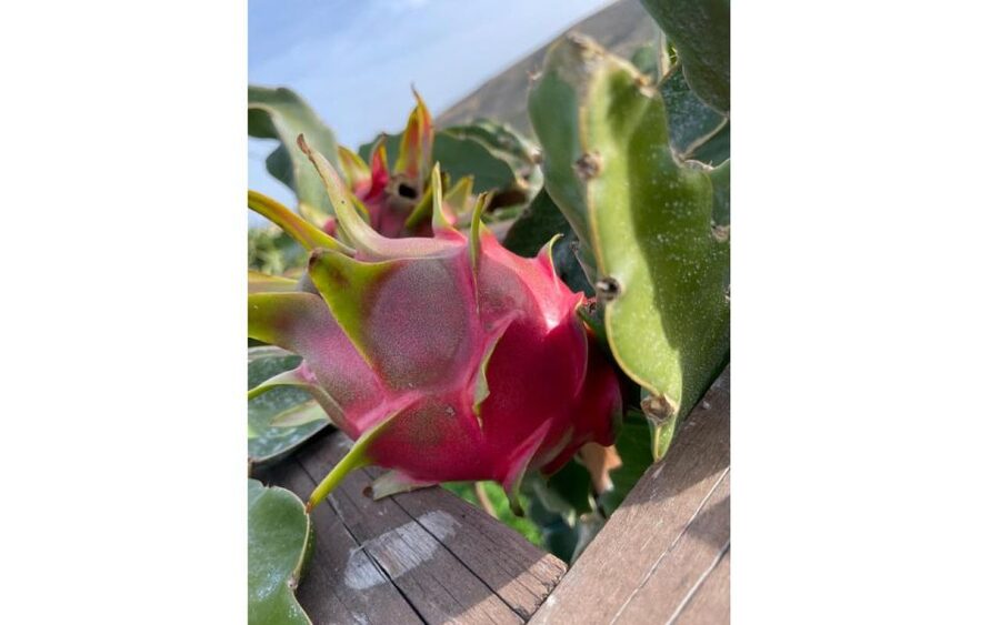 Traditional Olive Grove and Dragon Fruit Farm Tour - Olive learning: cultivation, harvesting, and extraction you can see up close