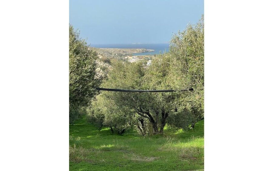 Traditional Olive Grove and Dragon Fruit Farm Tour - Dragon fruit farm time: tasting, wandering, and picking when available