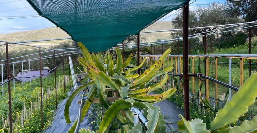 Traditional Olive Grove and Dragon Fruit Farm Tour - The patio tasting: bread, olive oil, and coffee or herb tea