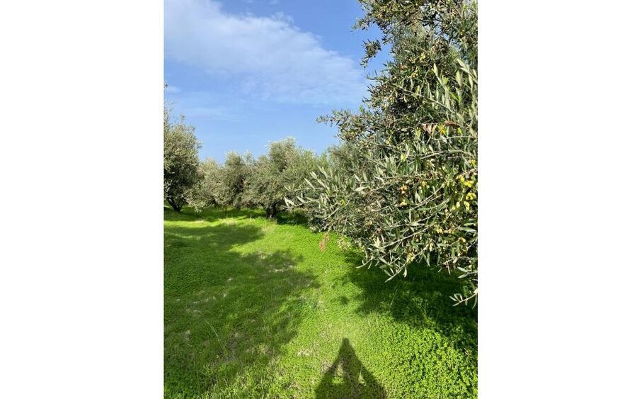 Traditional Olive Grove and Dragon Fruit Farm Tour - Price and value check for $9, plus what you’re really paying for