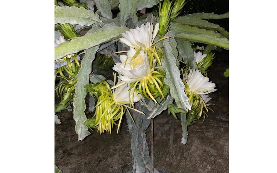 Traditional Olive Grove and Dragon Fruit Farm Tour - Getting oriented: where to meet and how the 90 minutes usually unfold