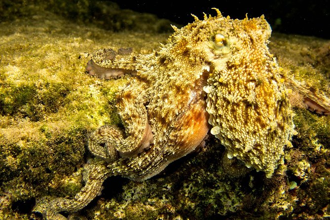 Try Scuba in Crete – Free Certification & Photos (Beginners) - Snorkeling Time Adds Extra Water Fun