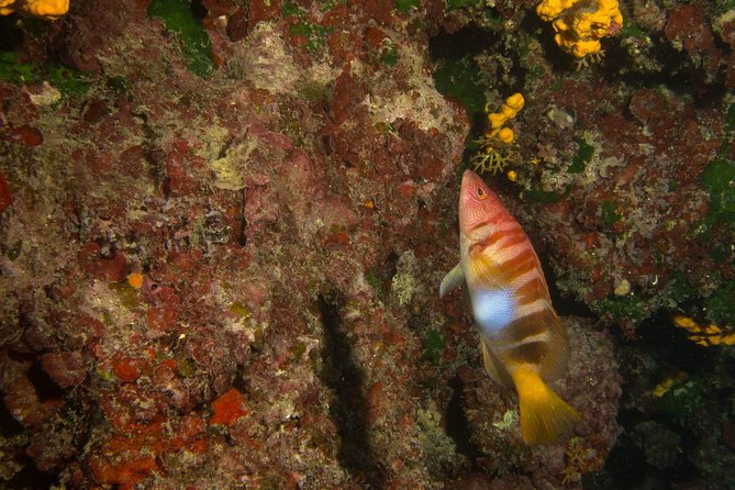 Try Scuba in Crete – Free Certification & Photos (Beginners) - Price and Value: What $144.18 Covers (and Why It’s Not Just a Cheap Try)
