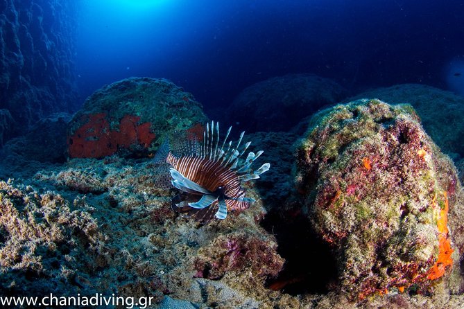 Try Scuba in Crete – Free Certification & Photos (Beginners) - Getting There in Chania: Pickup, Meeting Point, and Transfer Limits