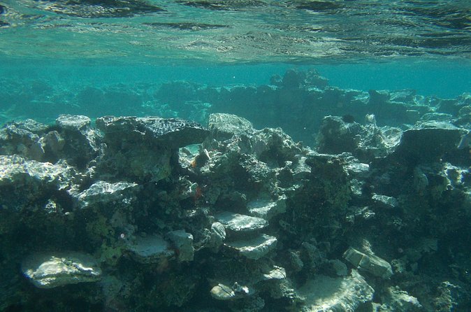 Try Snorkeling in the Sea with the Blue Dolphin Team - The 60 minutes underwater: fishes, invertebrates, and real observation