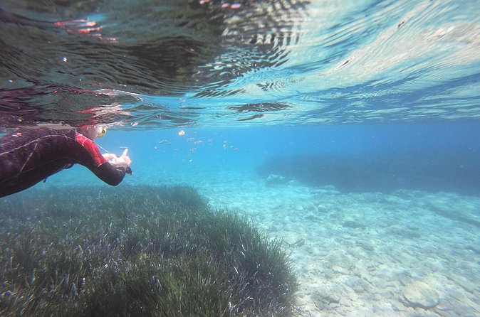Try Snorkeling in the Sea with the Blue Dolphin Team - Group size and who this tour suits best