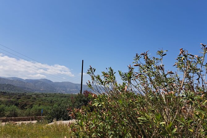 Tuk Tuk Sissi Ride 2 hours private tour - Passing Malia Palace and learning the olive route