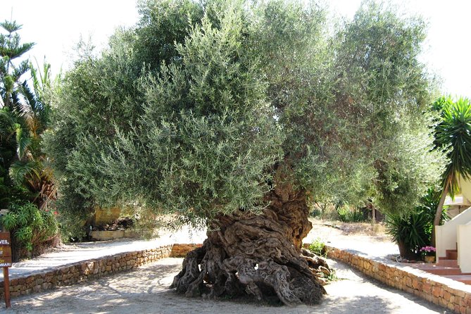 Wine, Beer, Olive Oil Tasting Private Tour (price per group of 6) - Key points worth knowing before you go